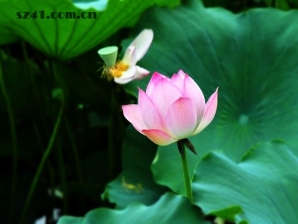 荷花