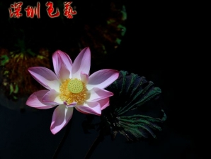 荷花