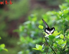 蝶恋栀子花